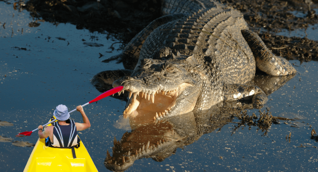 What to Do If You See a Crocodile While Kayaking